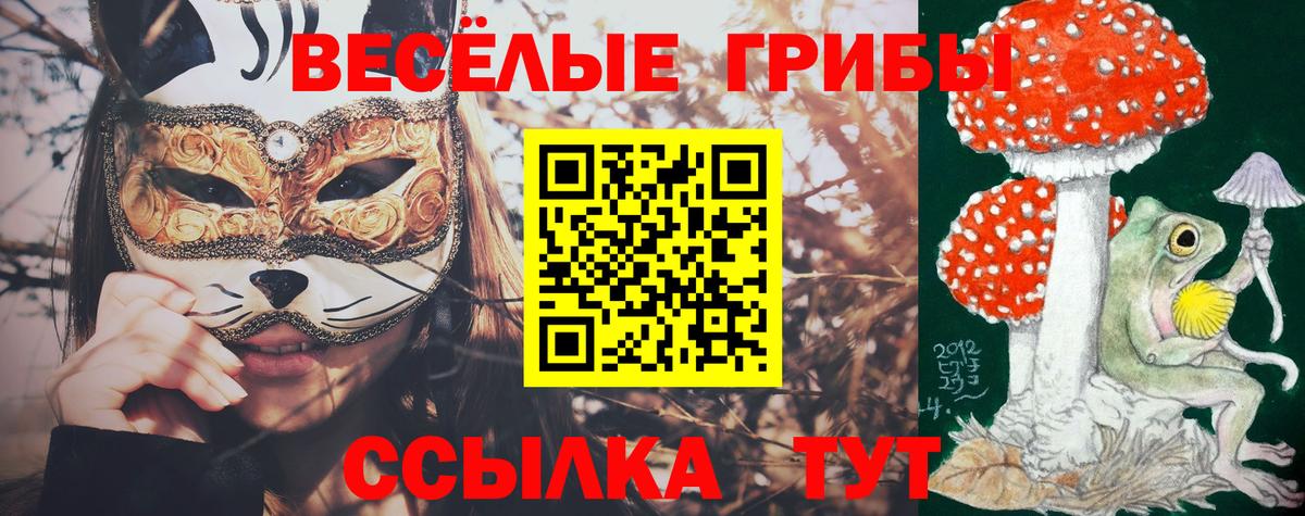 Галлюциногенные грибы Psilocybine cubensis Вязники